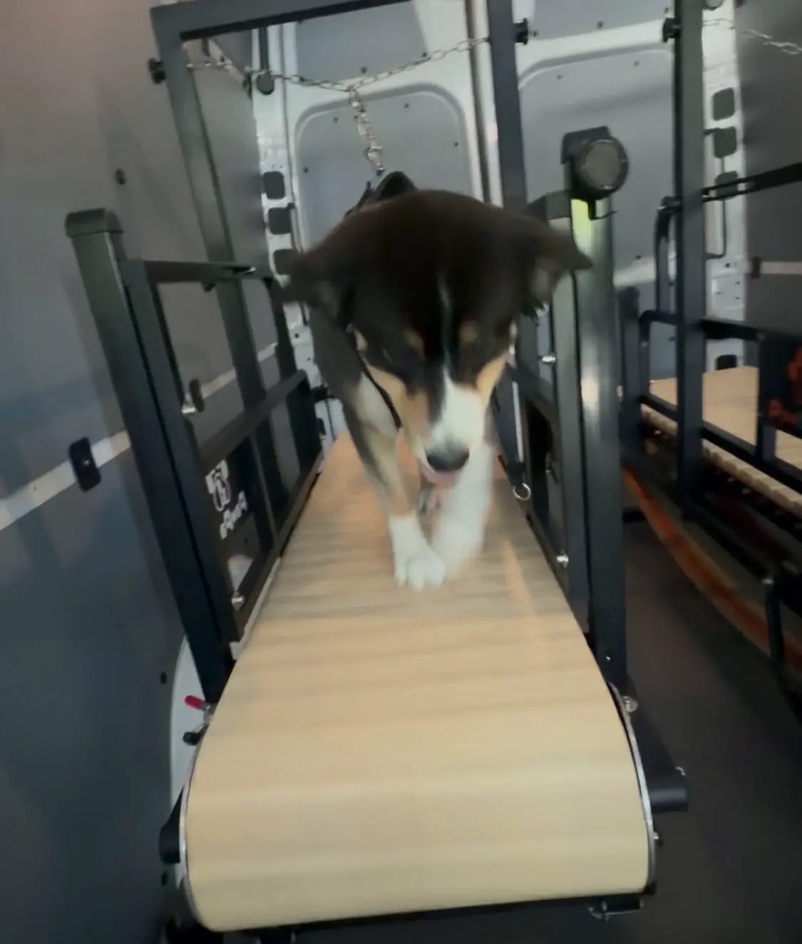Black and white dog walking toward the camera on the slat treadmill inside the van