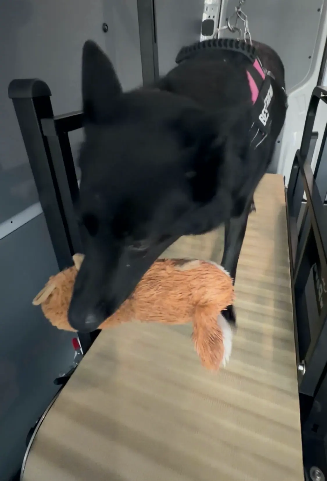 Black dog in a pink harness carrying an orange plush toy on the treadmill