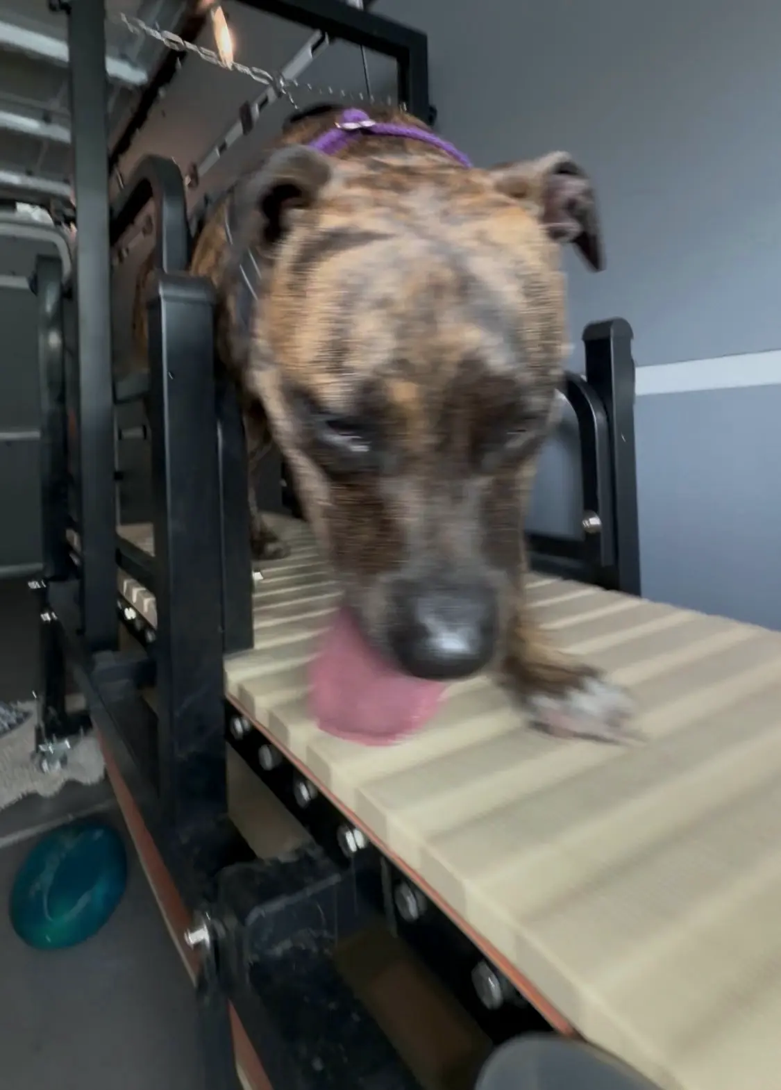 Brindle dog with a purple collar on the treadmill, tongue out