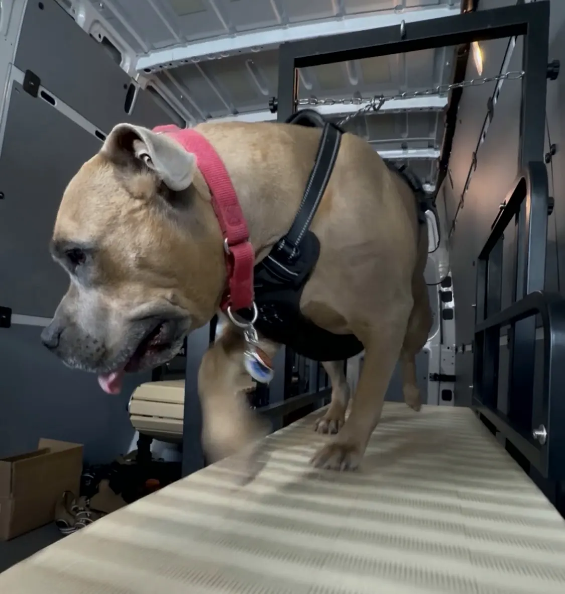 Tan pit bull type dog in a pink collar and black harness on the treadmill